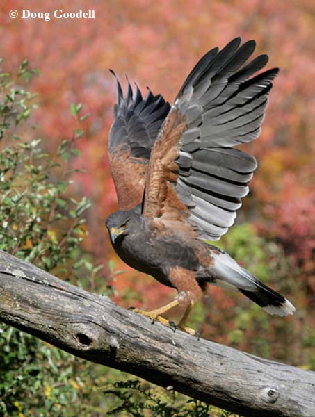Harris Hawk 
